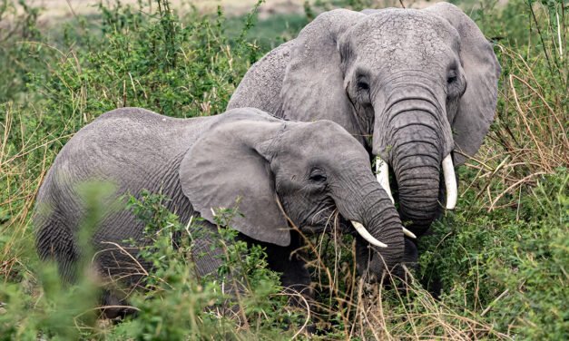 The Giants of the African Savannah