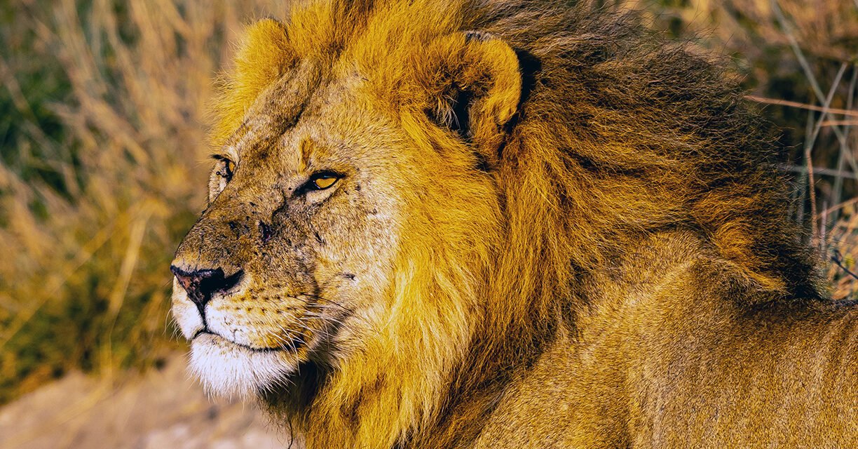 The Lion: A Life of Courage and Survival