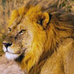The Lion: A Life of Courage and Survival
