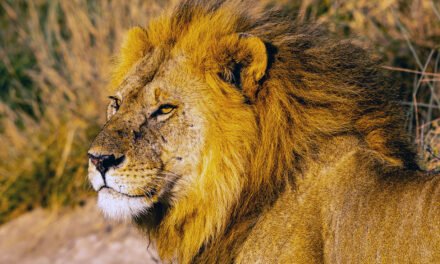 The Lion: A Life of Courage and Survival